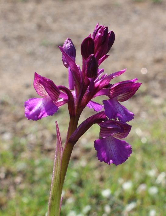 Orchis morio  x O. papilionacea (Orchis x gennarii) ...e...